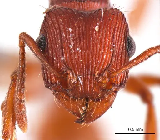 Tetramorium sjostedti specimen ANTWEB1008723 image antweb1008723_2