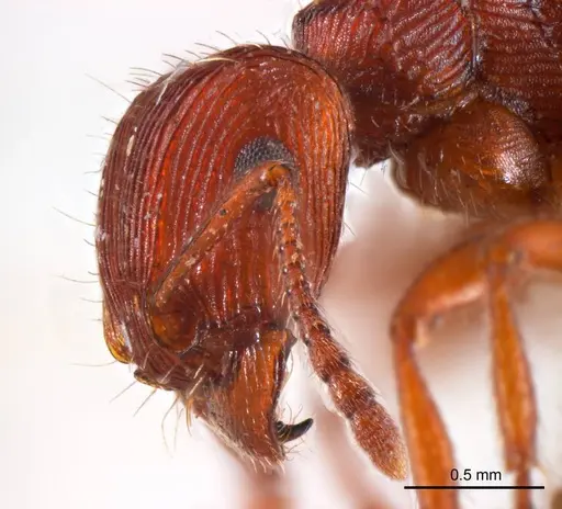 Tetramorium sjostedti specimen ANTWEB1008723 image antweb1008723_3