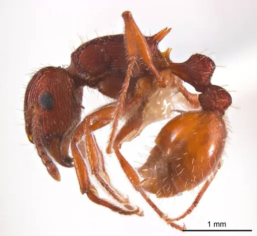 Tetramorium sjostedti specimen ANTWEB1008723 image antweb1008723_4
