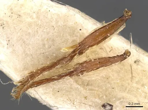 Tetramorium sjostedti specimen CASENT0909190 image casent0909190_1