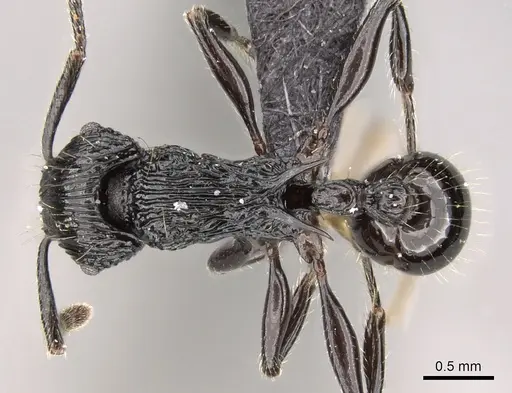 Tetramorium smaug specimen CASENT0121244 image casent0121244_1
