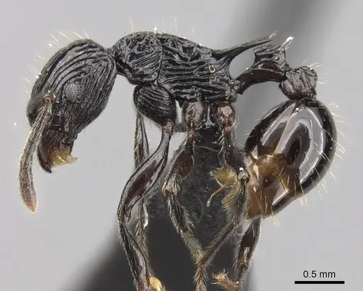 Tetramorium smaug specimen CASENT0121244 image casent0121244_3