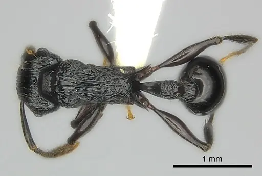 Tetramorium smaug specimen CASENT0404425 image casent0404425_1