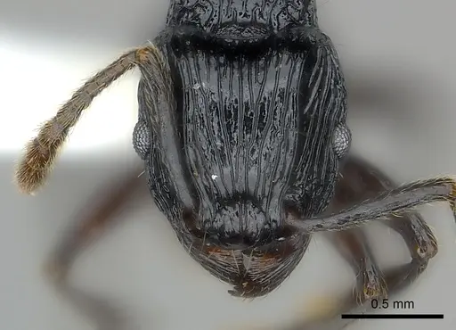 Tetramorium smaug specimen CASENT0404425 image casent0404425_2