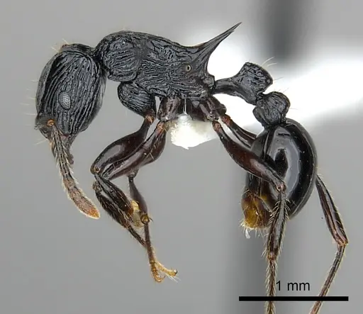 Tetramorium smaug specimen CASENT0404425 image casent0404425_3