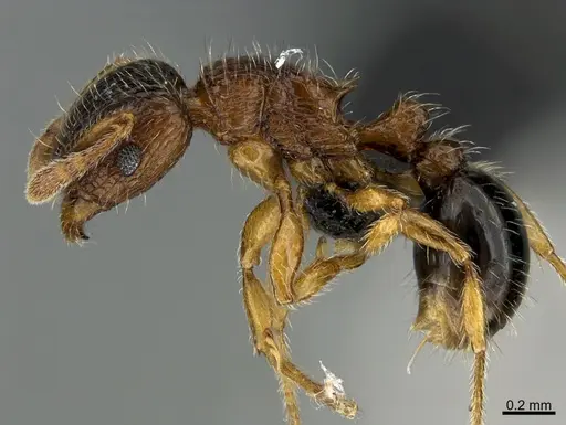 Tetramorium smithi specimen CASENT0096812 image casent0096812_1