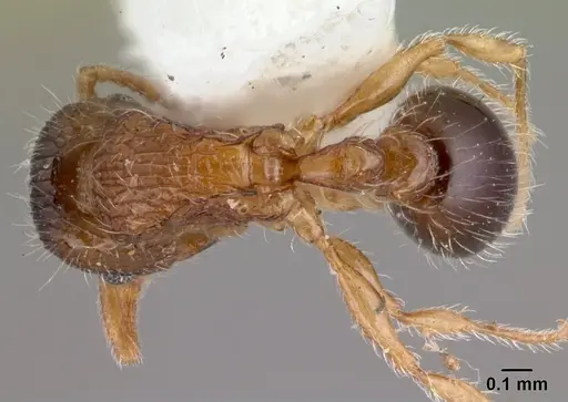Tetramorium smithi specimen CASENT0178421 image casent0178421_1