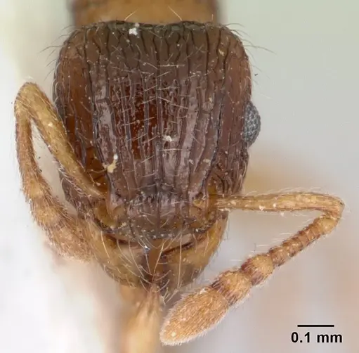 Tetramorium smithi specimen CASENT0178421 image casent0178421_2