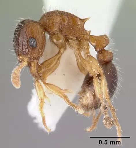 Tetramorium smithi specimen CASENT0178421 image casent0178421_3