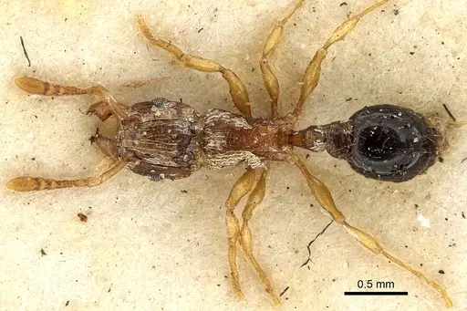 Tetramorium smithi specimen CASENT0901108 image casent0901108_1