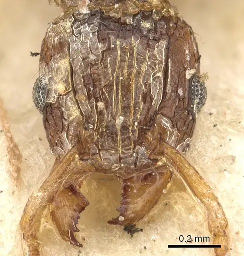 Tetramorium smithi specimen CASENT0901108 image casent0901108_2