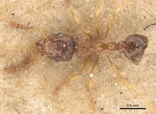 Tetramorium smithi specimen CASENT0909118 image casent0909118_1
