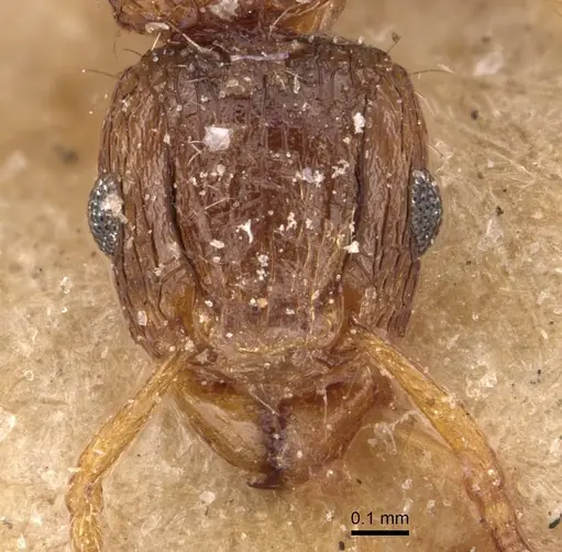 Tetramorium smithi specimen CASENT0909118 image casent0909118_2