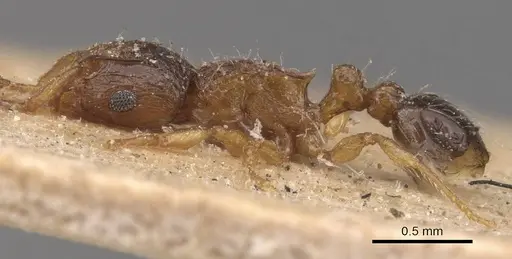Tetramorium smithi specimen CASENT0909118 image casent0909118_3