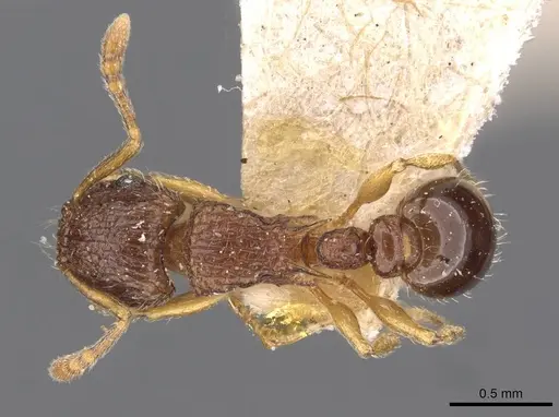 Tetramorium smithi specimen CASENT0909189 image casent0909189_1