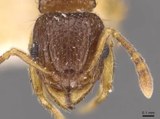 Tetramorium smithi specimen CASENT0909189 image casent0909189_2