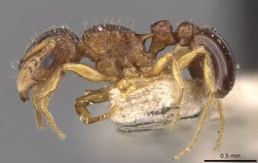 Tetramorium smithi specimen CASENT0909189 image casent0909189_3