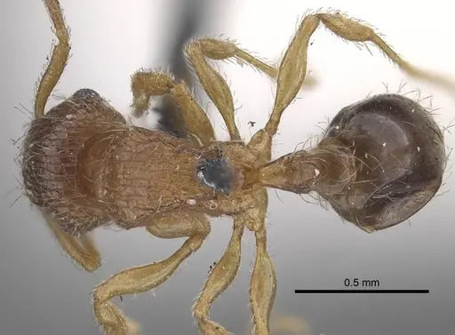 Tetramorium smithi specimen CASENT0919654 image casent0919654_1