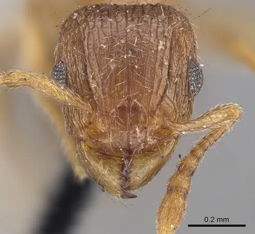 Tetramorium smithi specimen CASENT0919654 image casent0919654_2