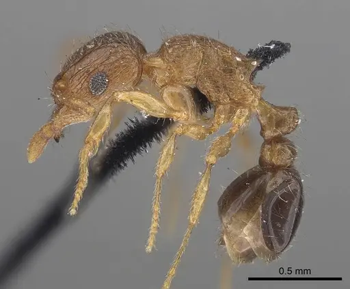 Tetramorium smithi specimen CASENT0919654 image casent0919654_3