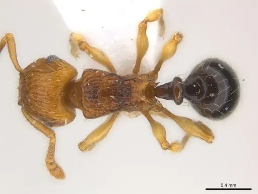 Tetramorium snellingi specimen CASENT0217052 image casent0217052_1
