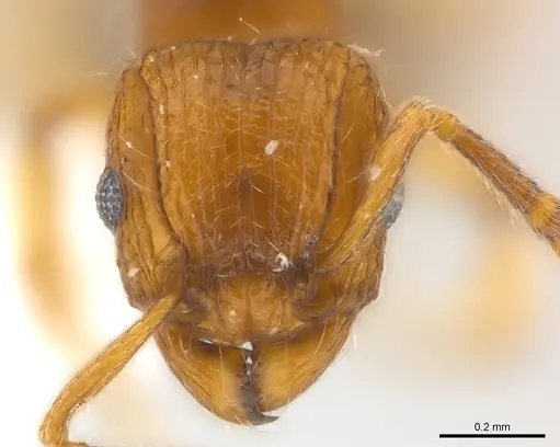 Tetramorium snellingi specimen CASENT0217052 image casent0217052_2