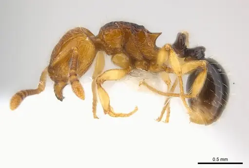 Tetramorium snellingi specimen CASENT0217052 image casent0217052_3