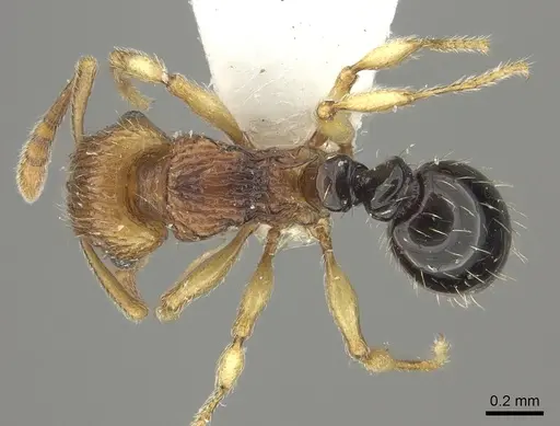 Tetramorium snellingi specimen CASENT0217055 image casent0217055_1