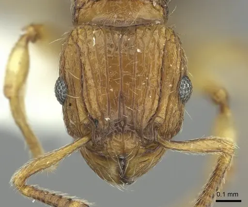 Tetramorium snellingi specimen CASENT0217055 image casent0217055_2