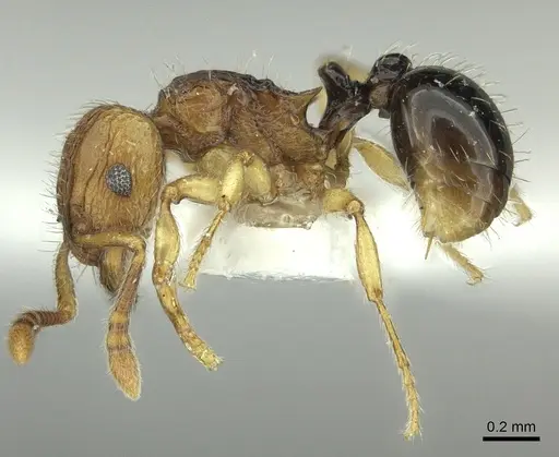 Tetramorium snellingi specimen CASENT0217055 image casent0217055_3