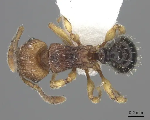 Tetramorium snellingi specimen CASENT0217056 image casent0217056_1