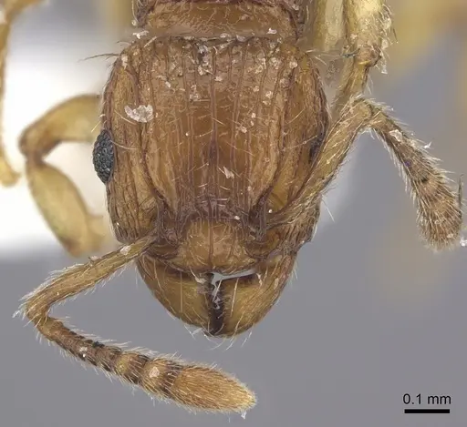 Tetramorium snellingi specimen CASENT0217056 image casent0217056_2