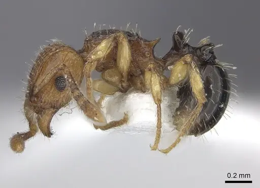 Tetramorium snellingi specimen CASENT0217056 image casent0217056_3