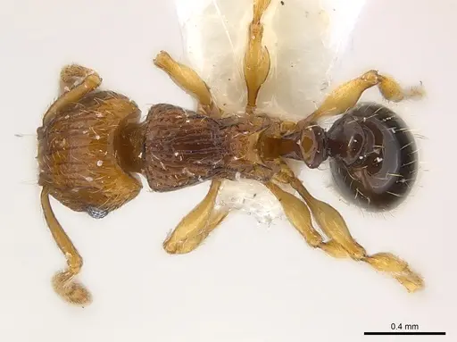Tetramorium snellingi specimen CASENT0217057 image casent0217057_1