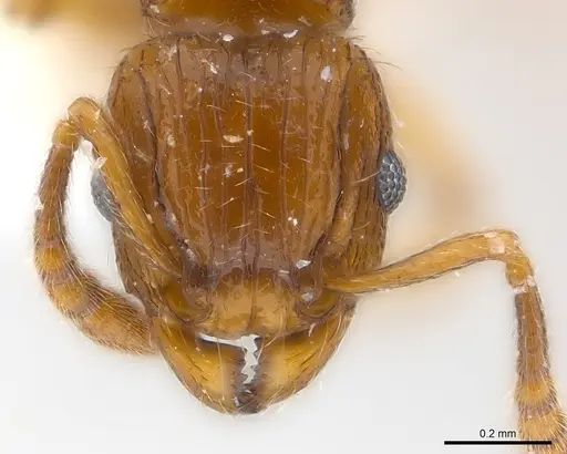 Tetramorium snellingi specimen CASENT0217057 image casent0217057_2