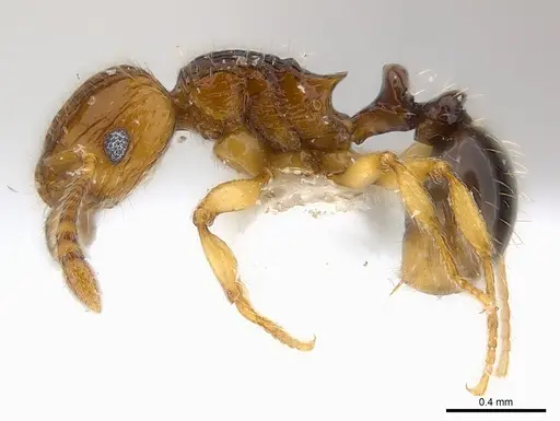 Tetramorium snellingi specimen CASENT0217057 image casent0217057_3