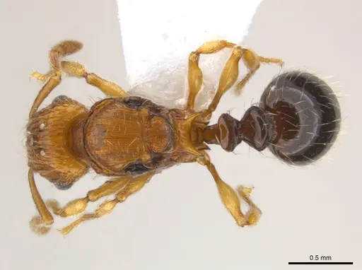 Tetramorium snellingi specimen CASENT0217058 image casent0217058_1