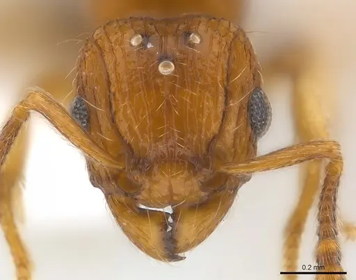 Tetramorium snellingi specimen CASENT0217058 image casent0217058_2