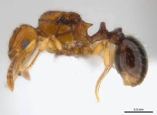 Tetramorium snellingi specimen CASENT0217058 image casent0217058_3