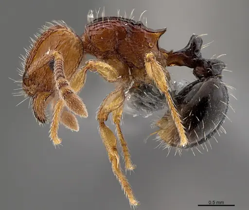 Tetramorium snellingi specimen CASENT0363706 image casent0363706_1