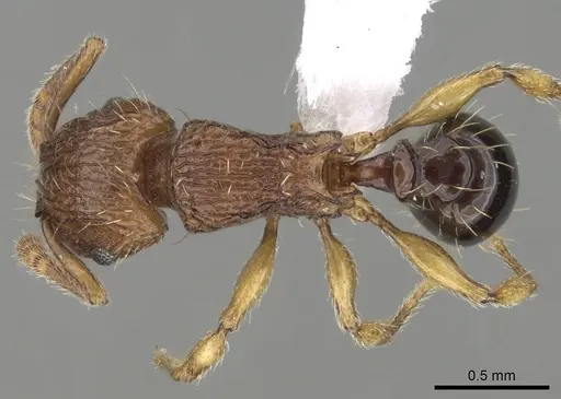 Tetramorium snellingi specimen CASENT0411804 image casent0411804_1