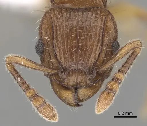 Tetramorium snellingi specimen CASENT0411804 image casent0411804_2