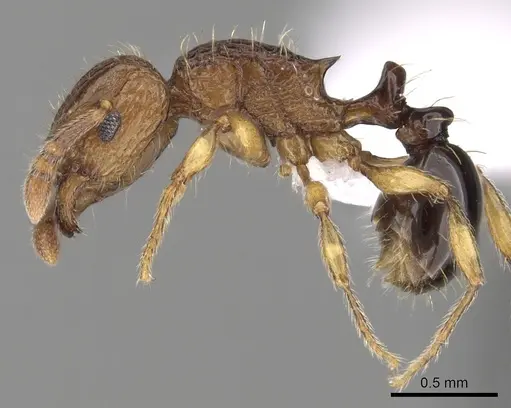 Tetramorium snellingi specimen CASENT0411804 image casent0411804_3