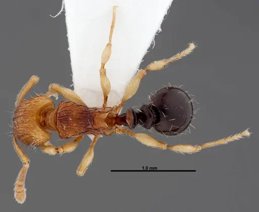 Tetramorium snellingi specimen FMNHINS0000047316 image fmnhins0000047316_1