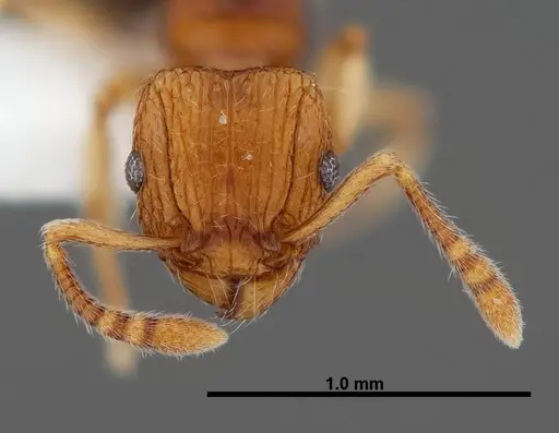 Tetramorium snellingi specimen FMNHINS0000047316 image fmnhins0000047316_2