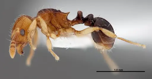 Tetramorium snellingi specimen FMNHINS0000047316 image fmnhins0000047316_3
