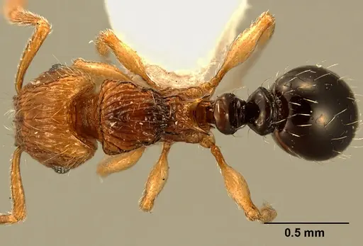Tetramorium snellingi specimen ZFMKHYM20093102 image zfmkhym20093102_1