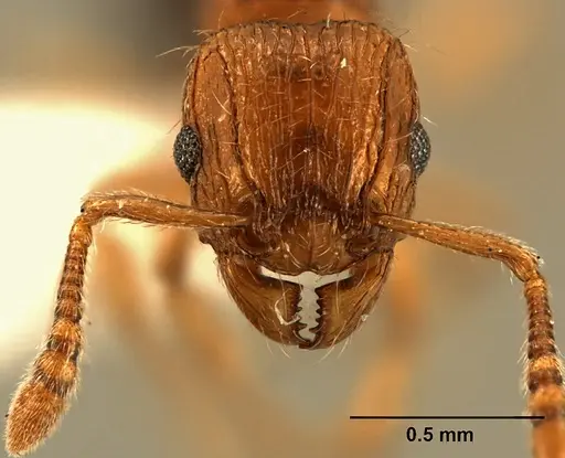 Tetramorium snellingi specimen ZFMKHYM20093102 image zfmkhym20093102_2