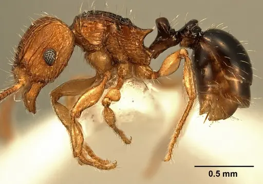 Tetramorium snellingi specimen ZFMKHYM20093102 image zfmkhym20093102_3