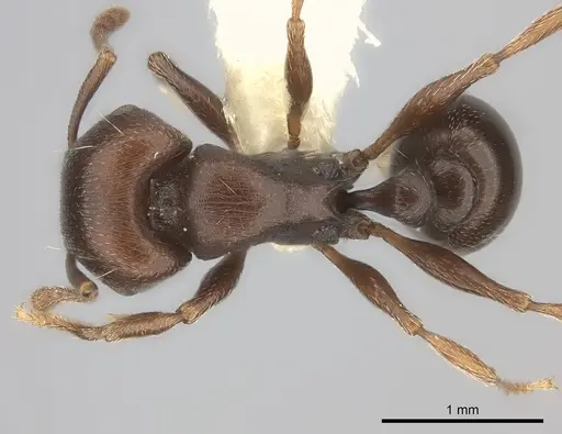 Tetramorium solidum specimen CASENT0217978 image casent0217978_1